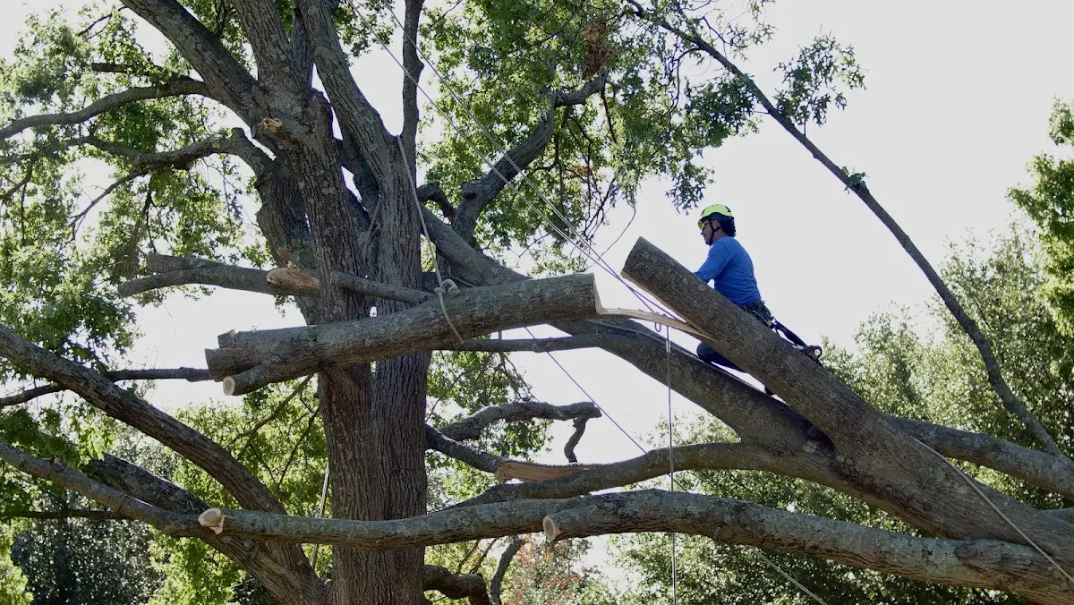 Professional Crown Thinning performed by certified arborists in Mahaska