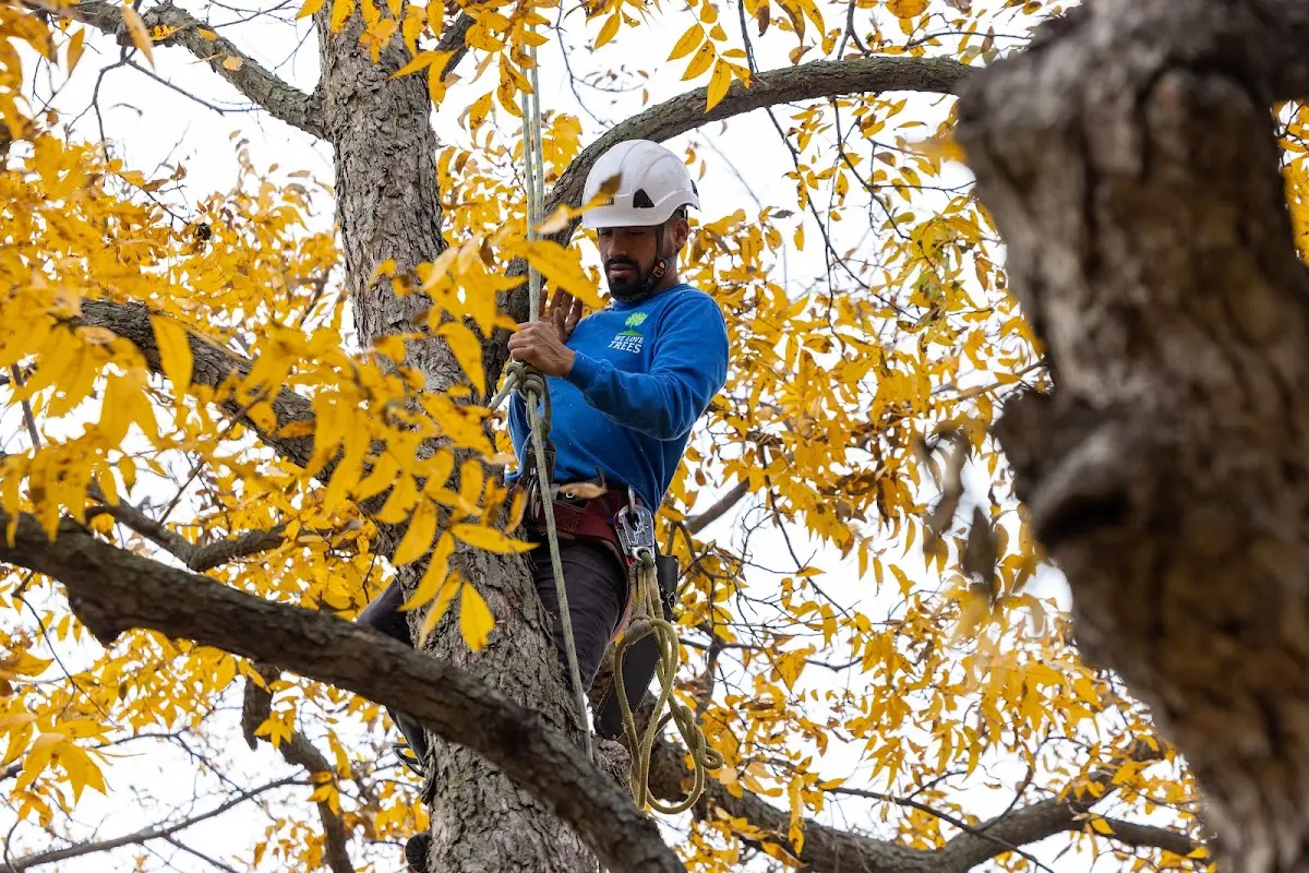 Skilled Storm Damage Cleanup crew working in Mahaska