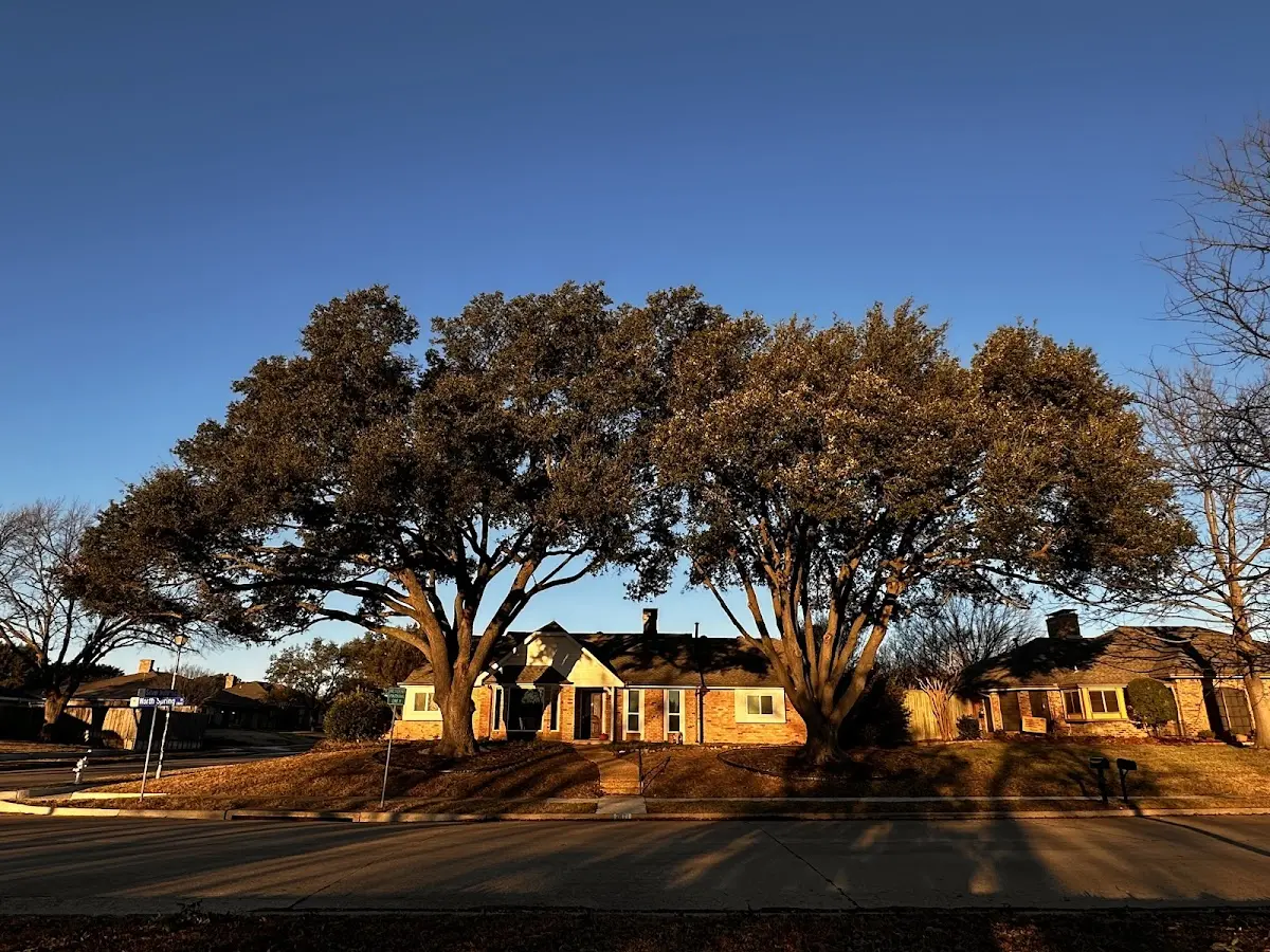Established residential canopy tree shading a home in Mahaska